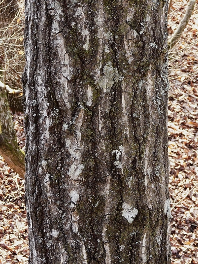 {Quercus rubra}